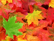 «Вальс осенних листьев»: мастер-класс